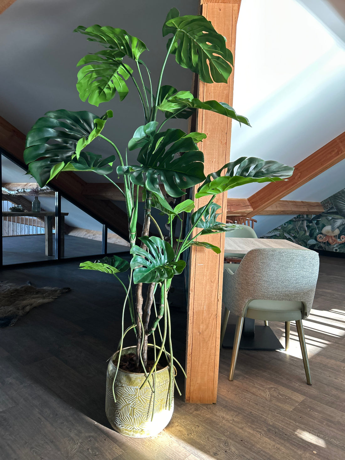 Monstera 240