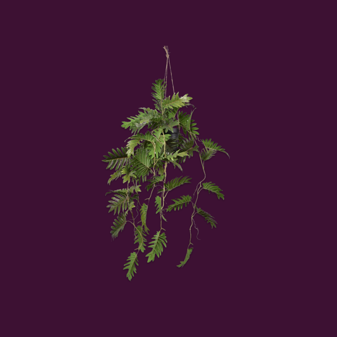 Hangplant Philodendron 104 cm