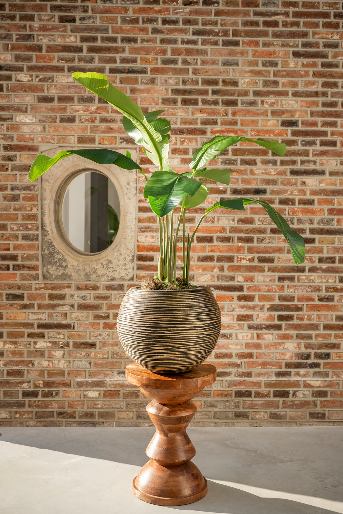 Strelitzia 120