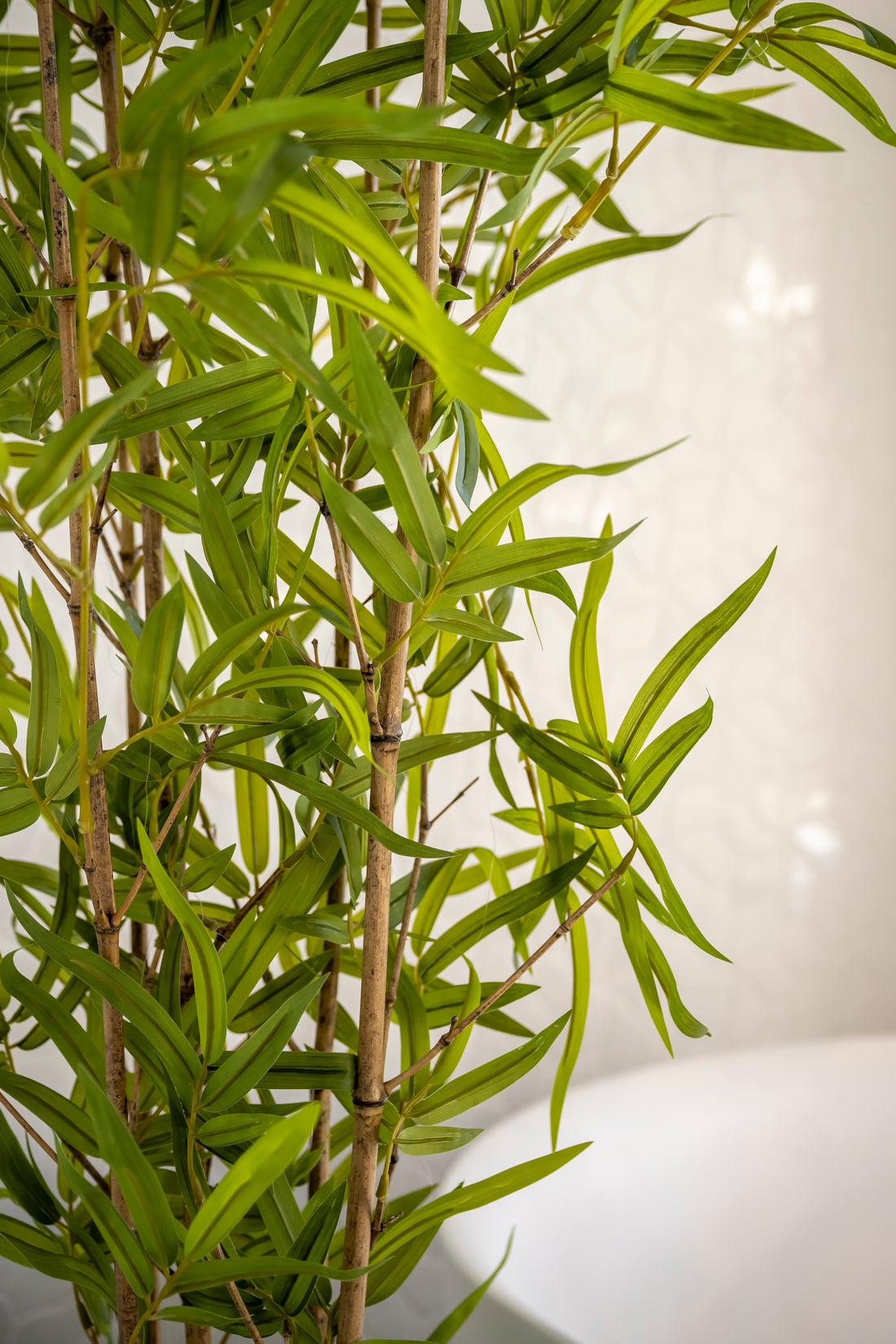 Bamboeplant met echte bamboestokken 250