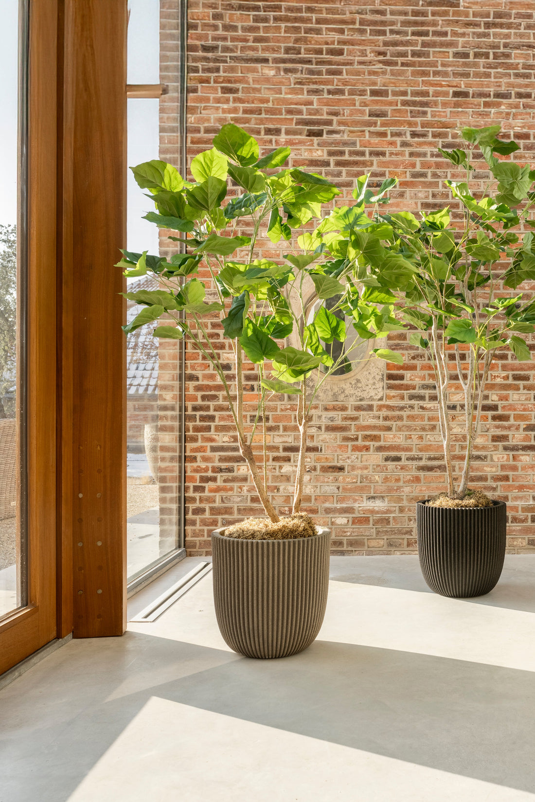 Ficus 150