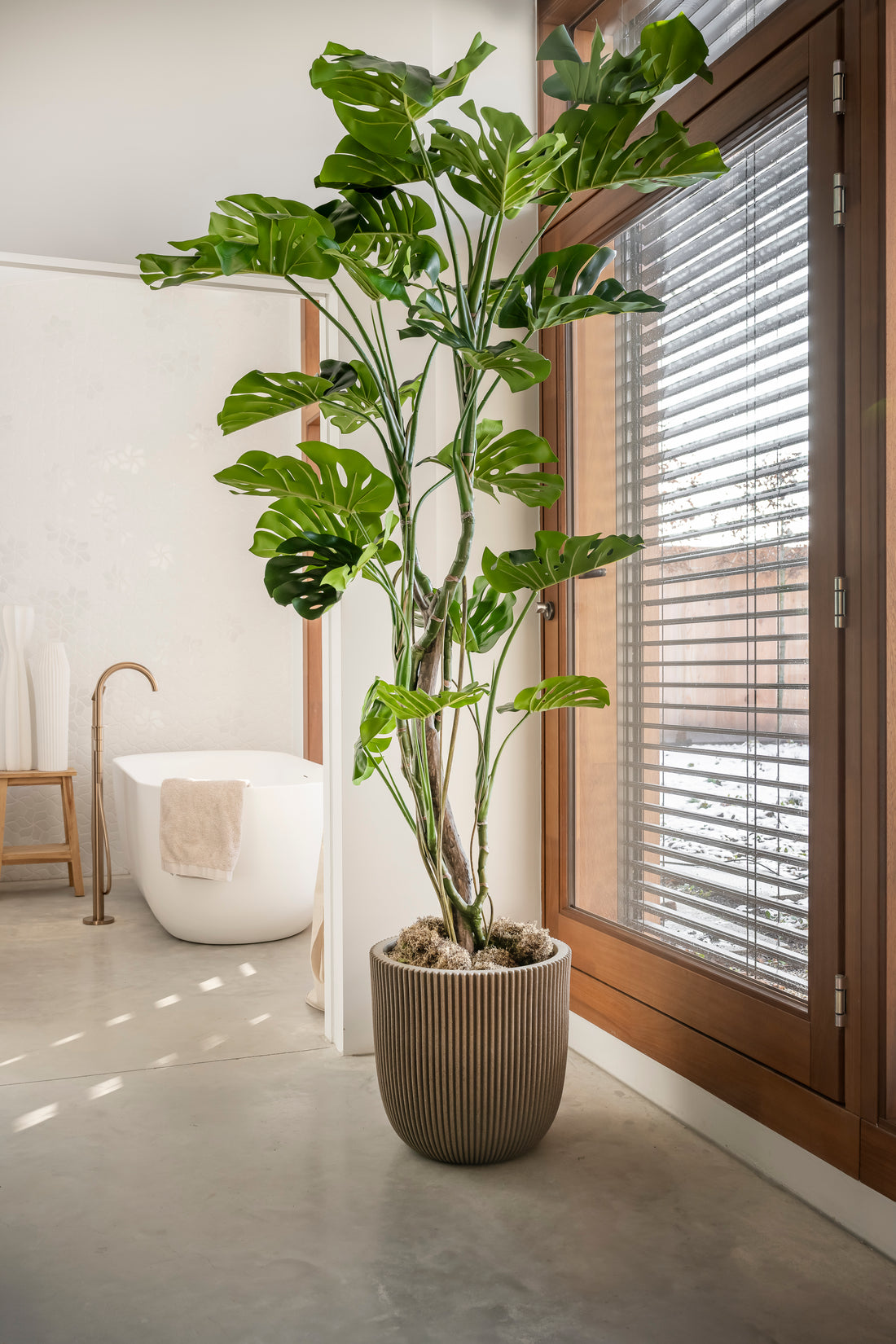 Monstera 210