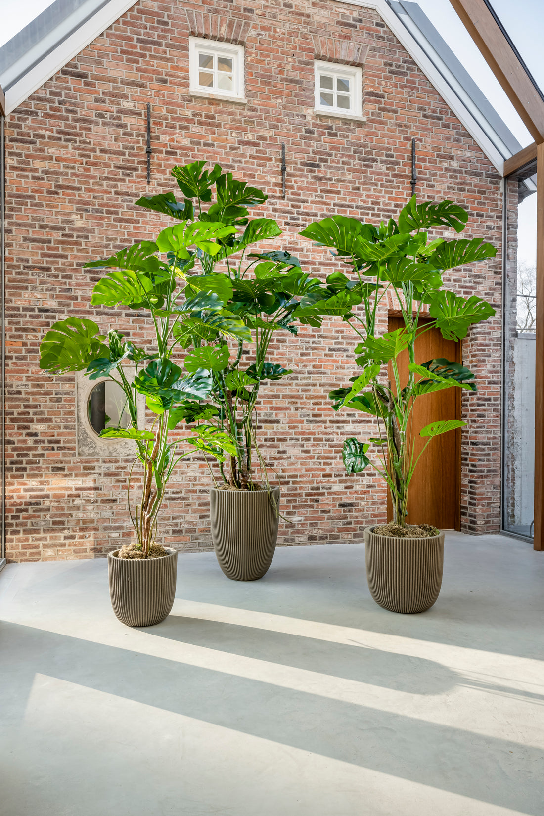 Monstera 240