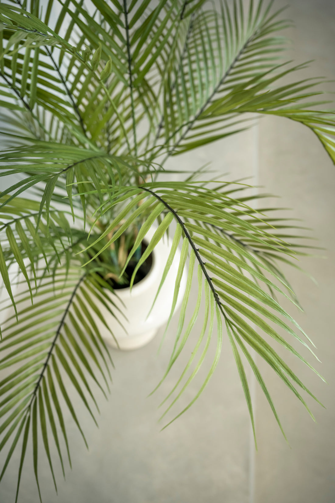 Arecapalm 120