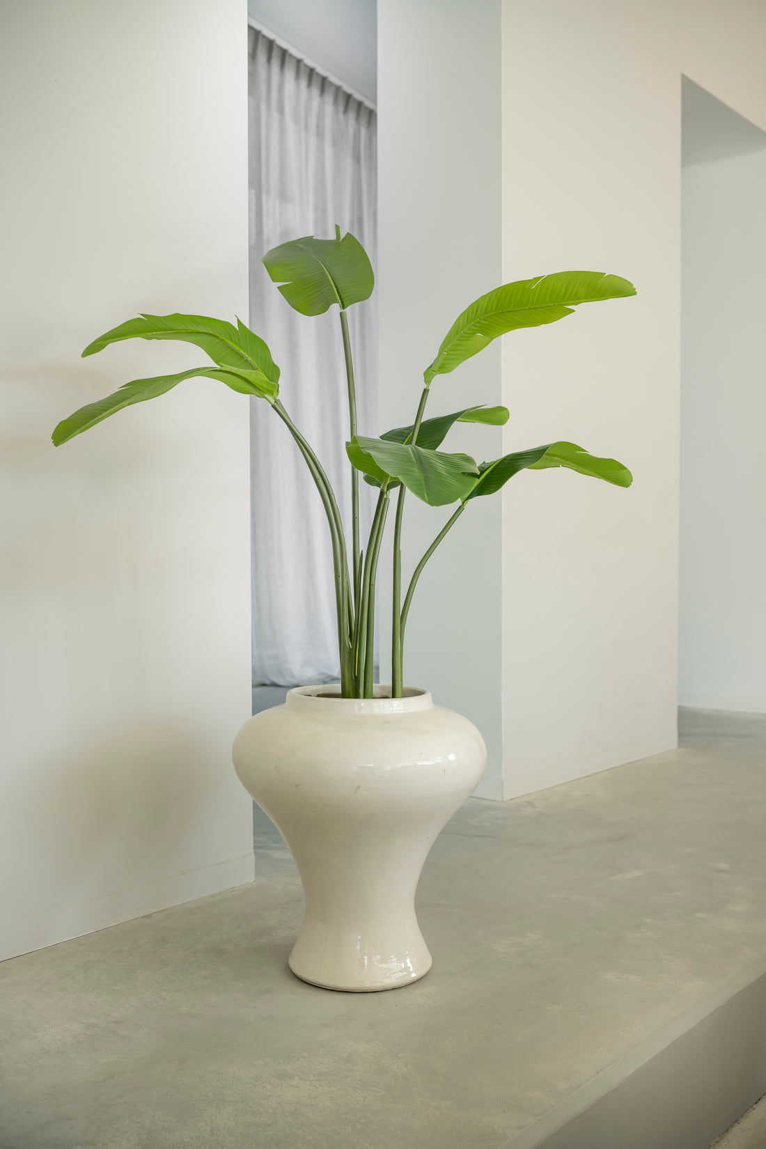 Strelitzia 90