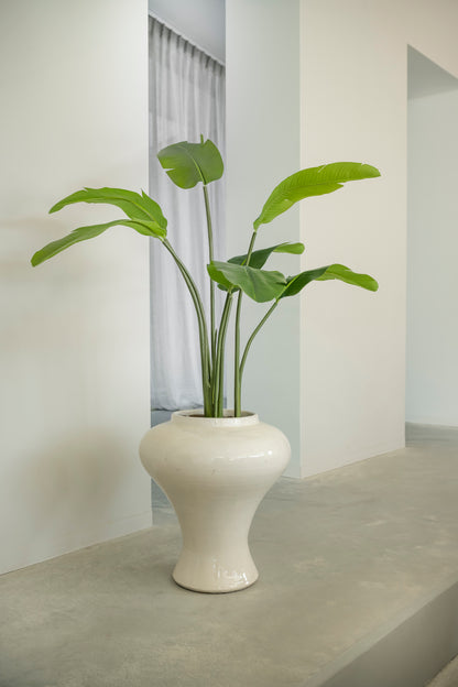 Strelitzia 90