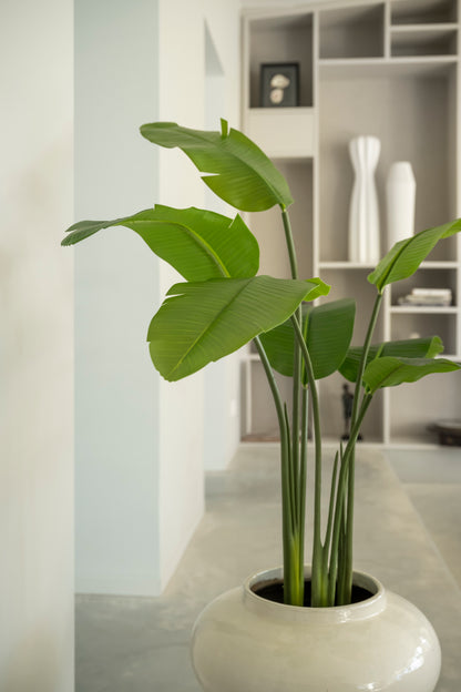 Strelitzia 90