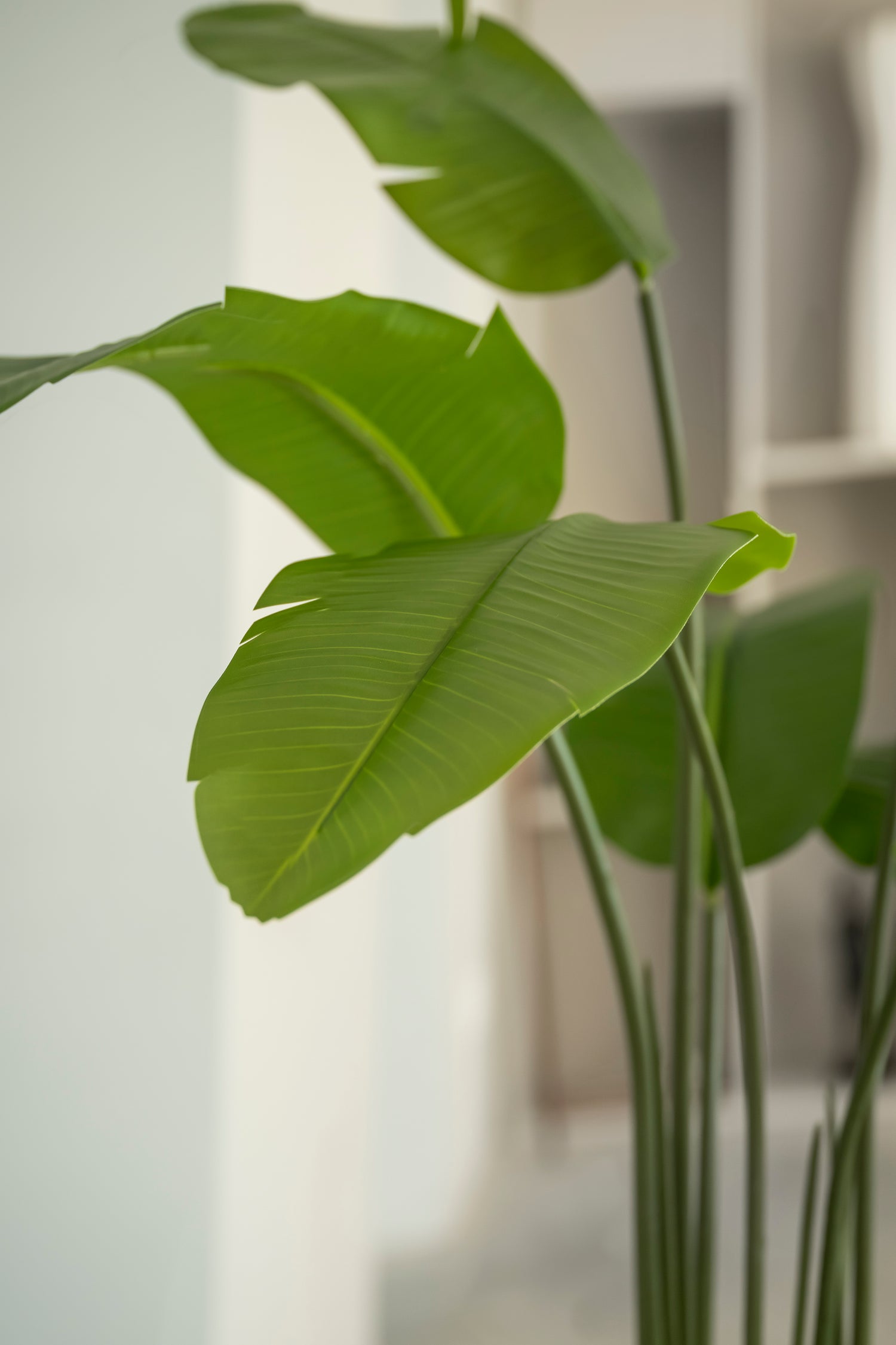Strelitzia 90