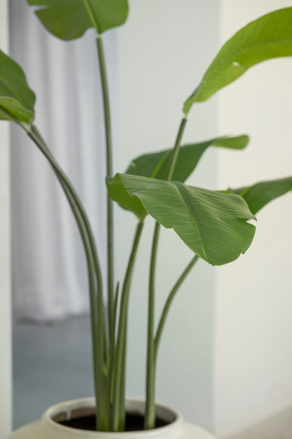 Strelitzia 90