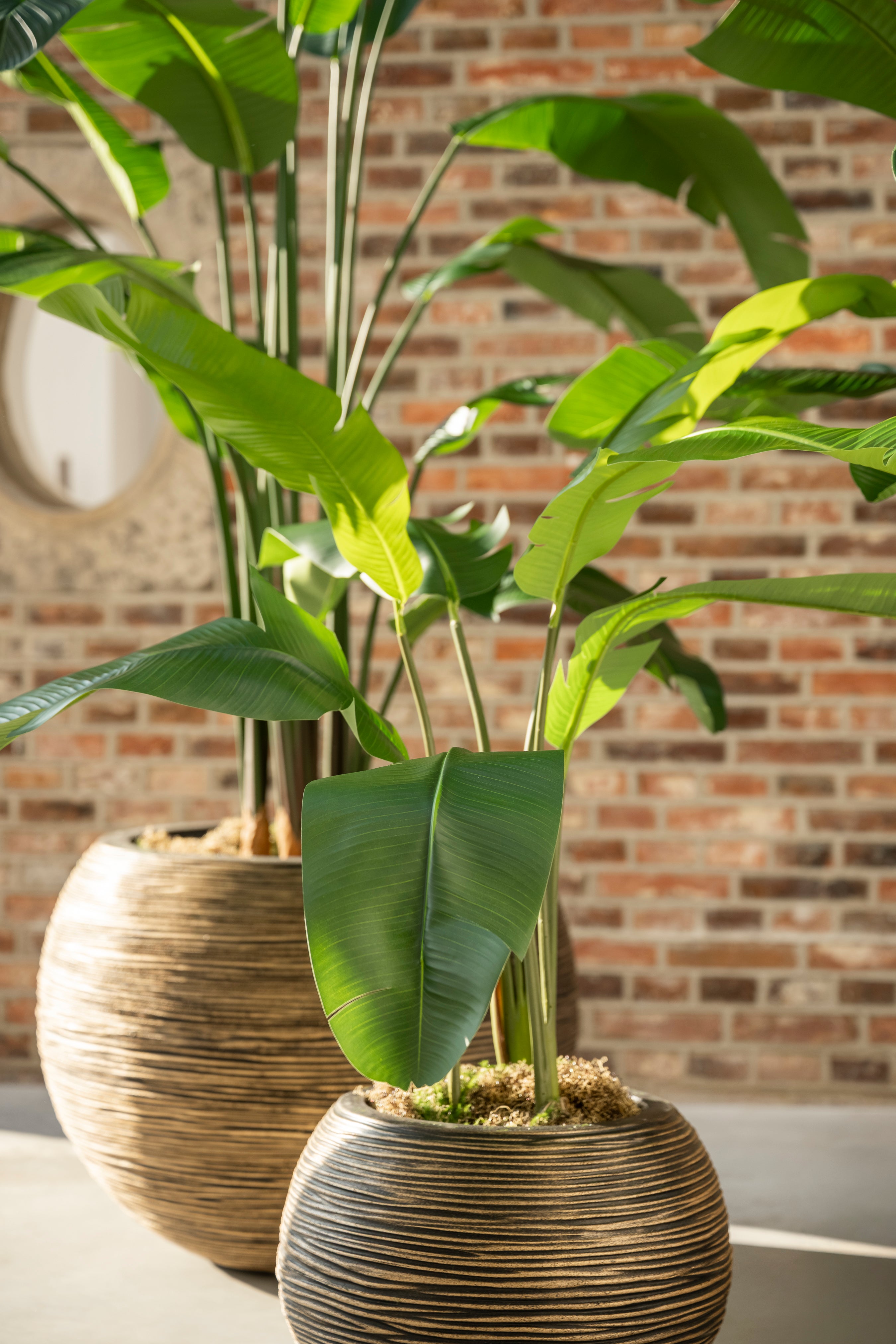 Strelitzia 120
