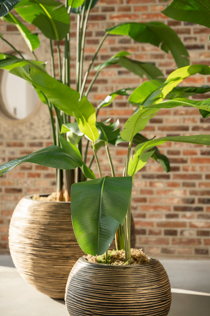Strelitzia 120