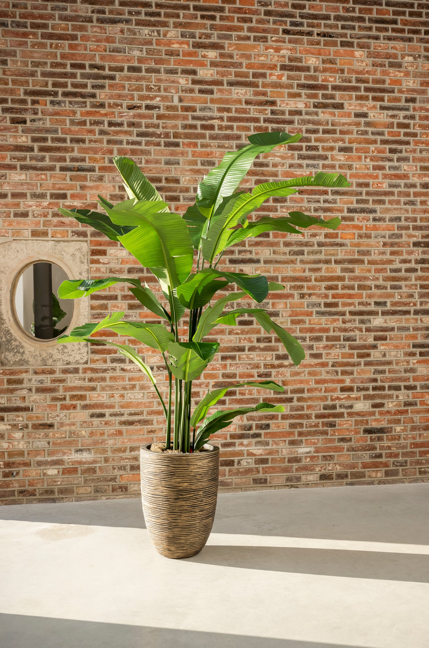 Strelitzia 210