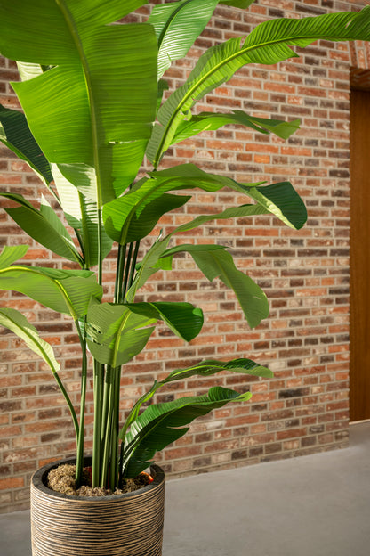 Strelitzia 210