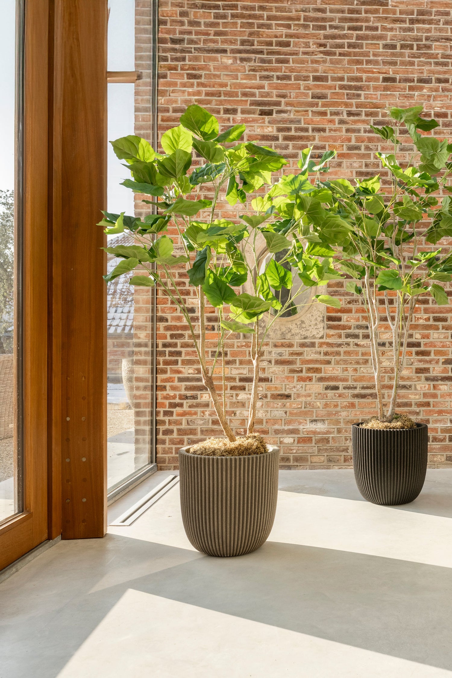 Ficus 150