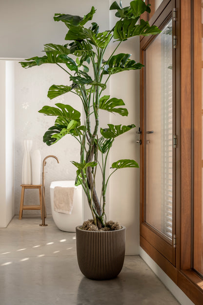 Monstera 210