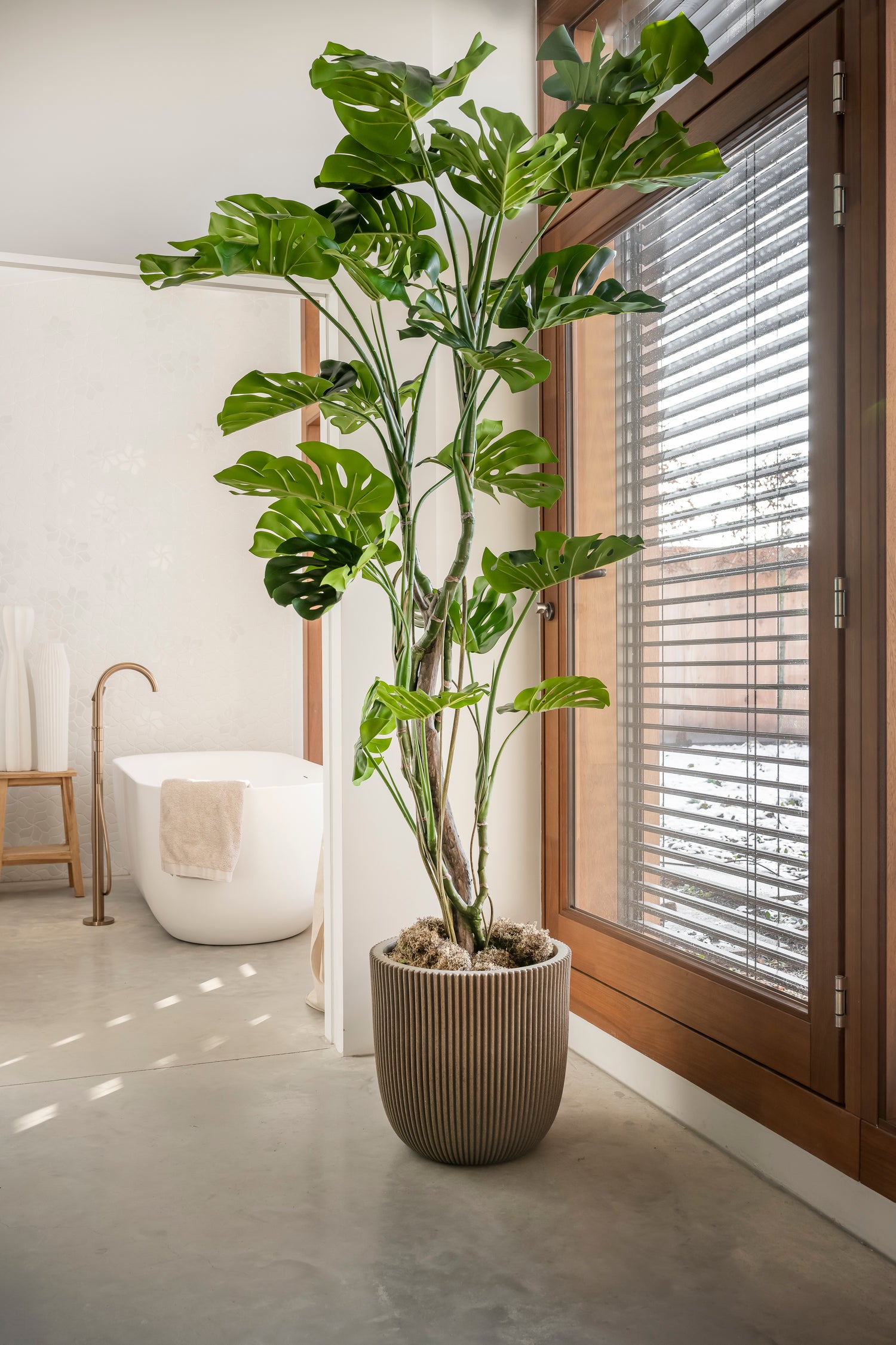 Monstera 210