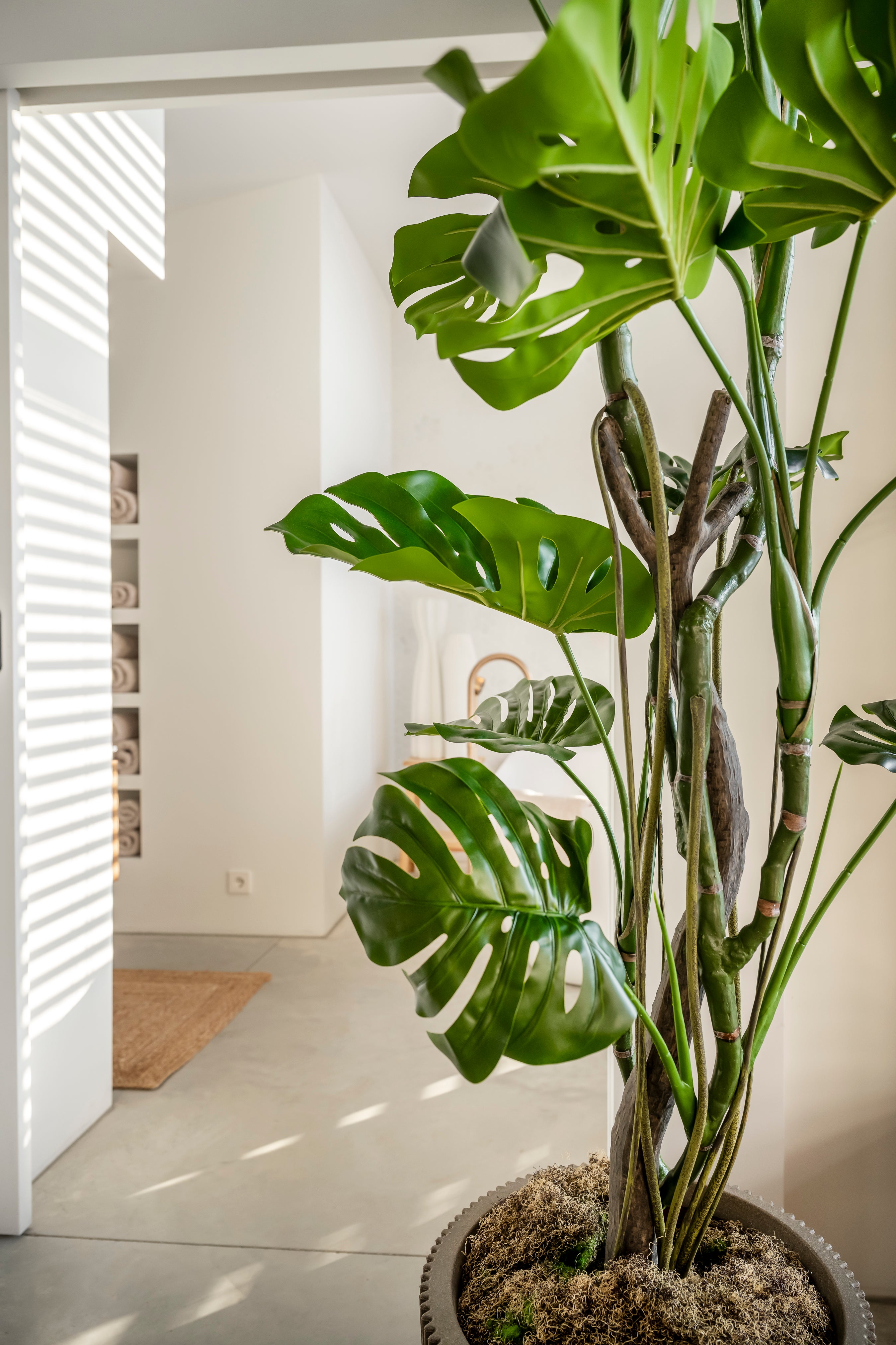 Monstera 210