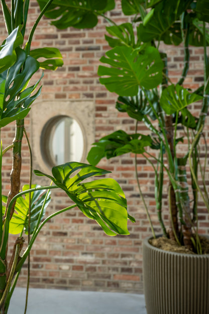 Monstera 240