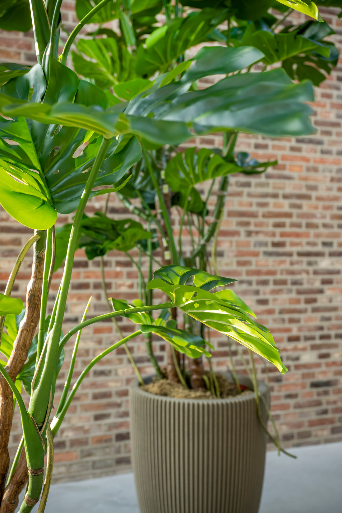 Monstera 180