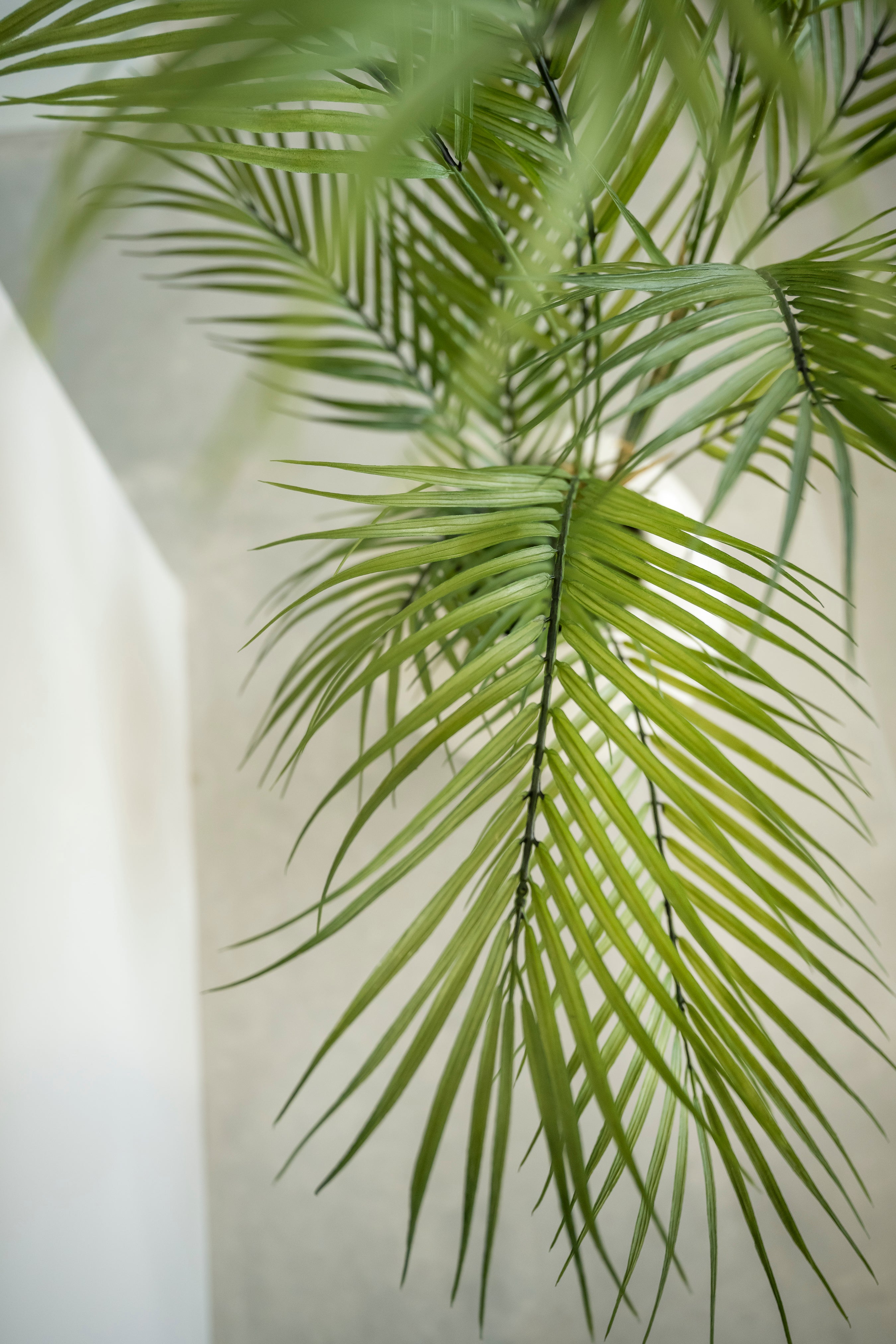 Arecapalm 120