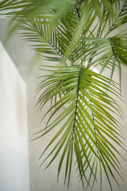 Arecapalm 120