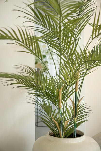 Arecapalm 120