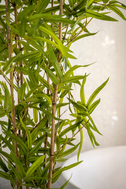 Bamboeplant met echte bamboestokken 200