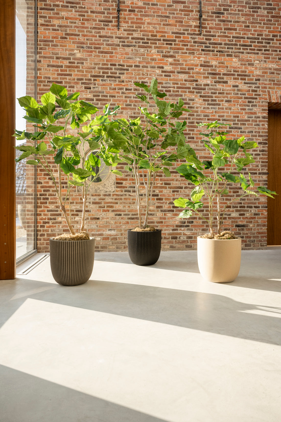 Ficus 120