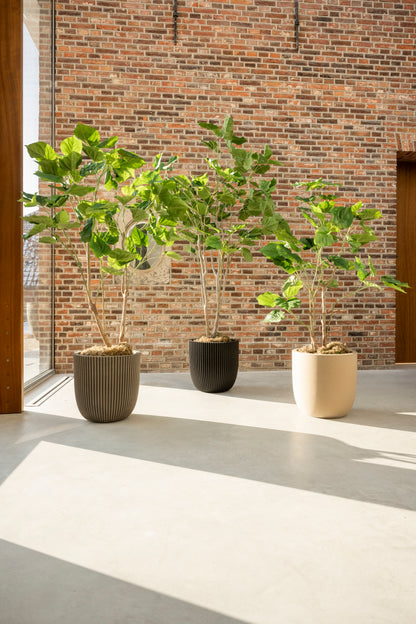 Ficus 120