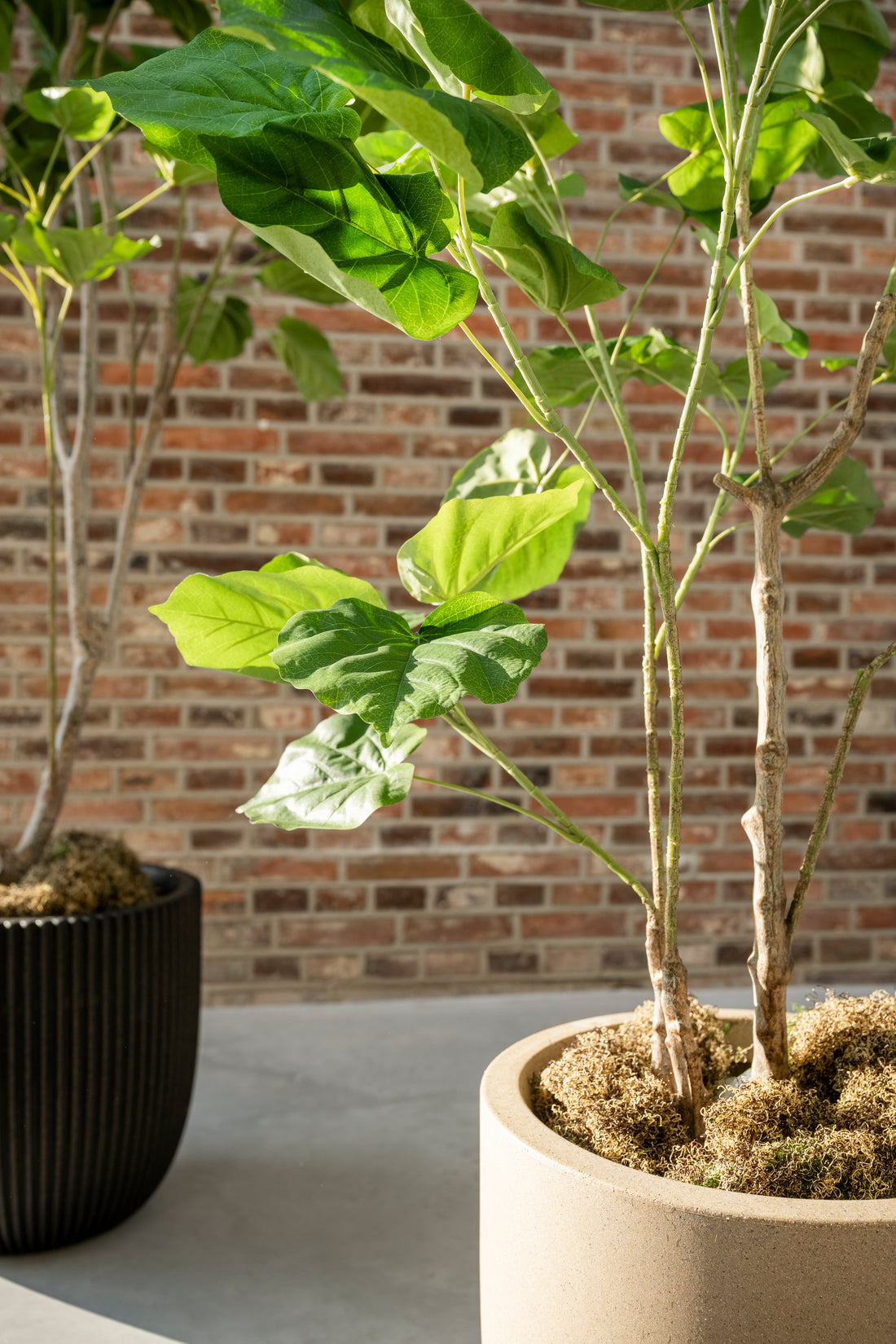 Ficus 120
