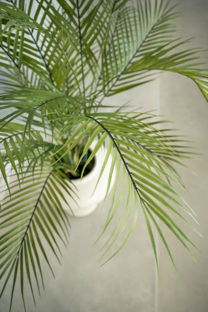Arecapalm 120